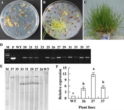 Overexpression of a NF-YC Gene Results in Enhanced Drought and Salt Tolerance in Transgenic Seashore Paspalum